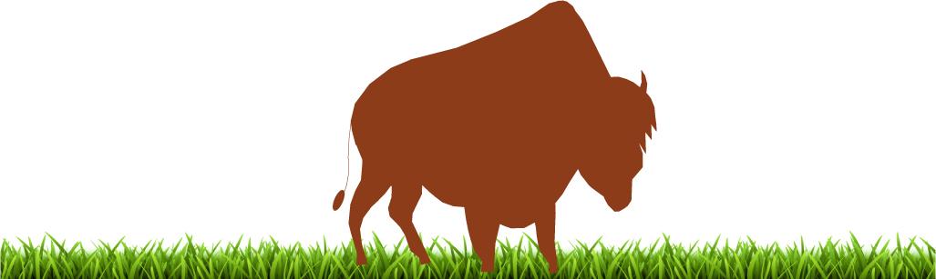 Bison herbe 1