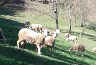 LA FERME D'AURELIE